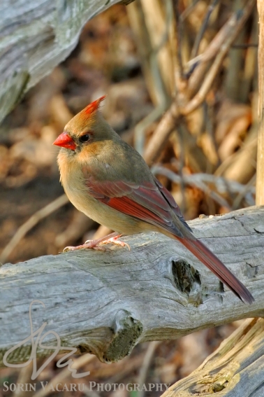 Juvenile Red Cardinal